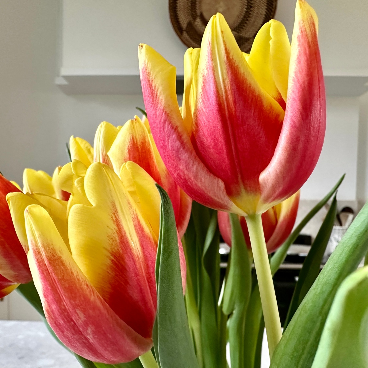 Tulips (by Sylvia Plath)
